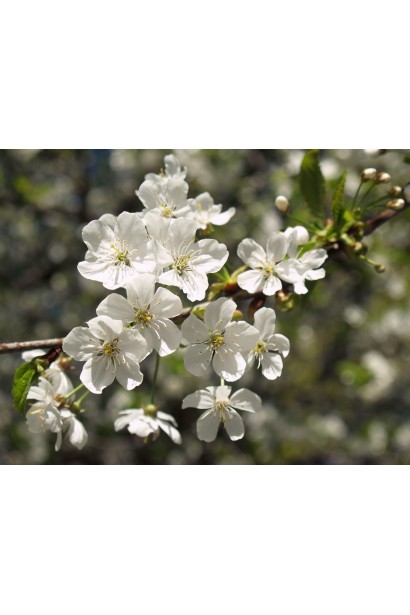 Черешня обыкновенная ‘Фирузе’